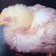 鵝得了壞死性腸炎有什么癥狀圖
