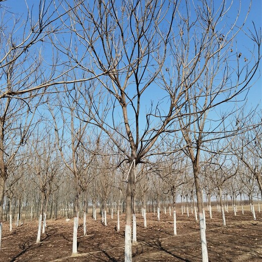 10公分欒樹產地,北方欒樹