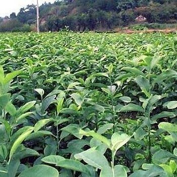 郴州深山含笑苗商家