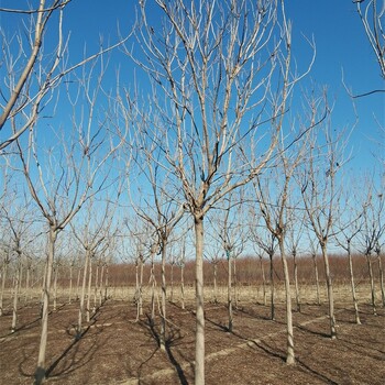 世泽园林,苗木花卉,13公分栾树,苗圃好货,实地考察