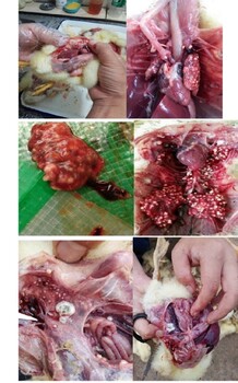 雞糞便過料用什么藥鴿子霉菌感染吃什么人藥