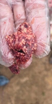 鸽子霉菌感染用人用药怎么治疗鸭子霉菌毒素中毒