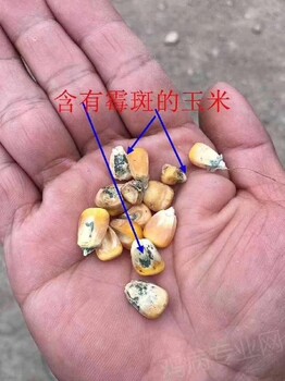 蛋鸡过料是怎么回事蛋鸡过料用什么药治疗