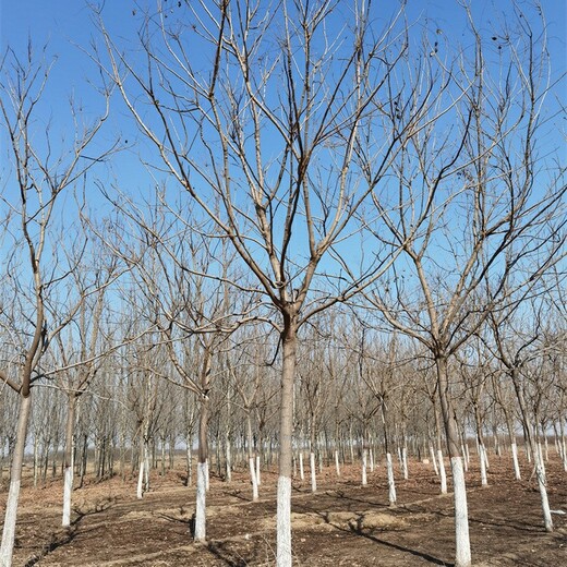 17公分欒樹基地,北欒