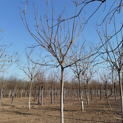 西藏欒樹報(bào)價(jià),北方欒樹