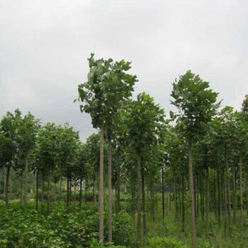 安慶馬褂木苗價(jià)格
