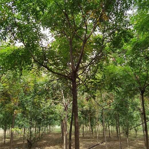 13公分欒樹基地,規(guī)模大