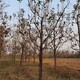 18公分柿子樹圖