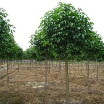 郴州重陽木苗供應(yīng)商