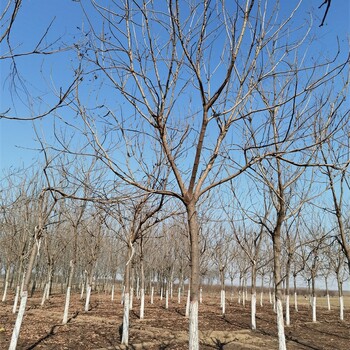 世泽园林,苗木供应,栾树批发基地,景区观赏,指树挖树