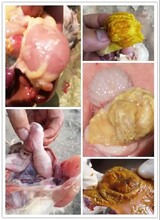鸡过料用什么中药鸡腺肌胃炎的早期症状图片