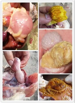 鸡腺胃炎的粪便小鸡胃肌炎的症状及治疗