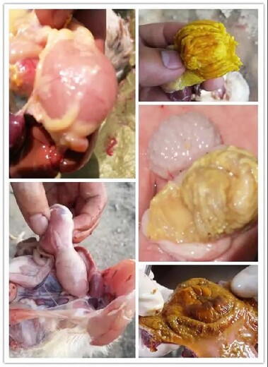 鸡腺肌胃的发病原因小鸡粪便水多的原因