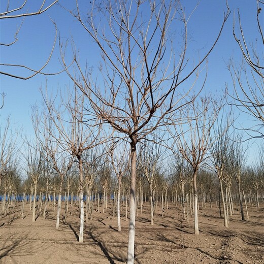 北方栾树,北方栾树