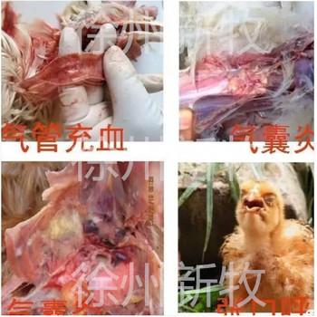 雞咳嗽喉嚨響怪叫有什么藥雞頑固性呼吸道藥