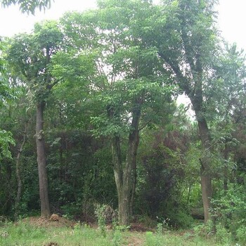 淮北重陽(yáng)木苗價(jià)格表
