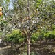 柿子树种植,磨盘柿子树图