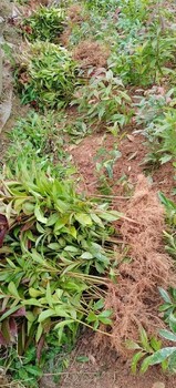 深山含笑苗價格表