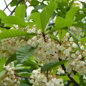 衢州杜英苗繁殖栽培