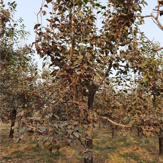 16公分柿子树价格,工程种植