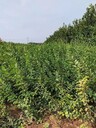 秀山藥用連翹苗