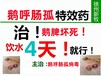 鴨脾壞死圖片小鵝呼腸孤病毒解剖圖