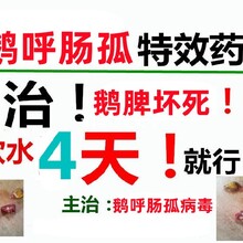 肉鴨脾壞死癥狀圖片鵝呼腸孤病毒感染的圖片圖片