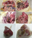 禽呼腸孤病毒治療佳配方圖