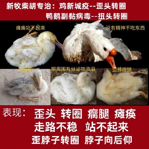 鵝副黏病毒病變圖片兩天的小鵝頭往后仰