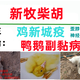 雞脖子歪了是什么病用什么藥圖