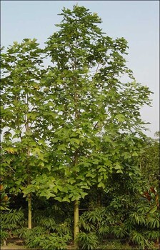 萍鄉(xiāng)馬褂木苗繁殖栽培