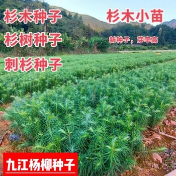 供應(yīng)杉木種子當(dāng)年新種子產(chǎn)地價(jià)格量大優(yōu)惠杉木小苗種植基地