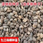 供應濕地松種子產地價格各種造林種子批發