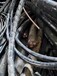 巫溪高低压铜铝芯电力电缆回收厂家