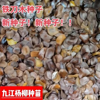 鐵刀木種子江西鐵刀木種子價(jià)格產(chǎn)地批發(fā)新種子造林苗木種子批發(fā)