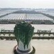 公園大白菜雕塑圖