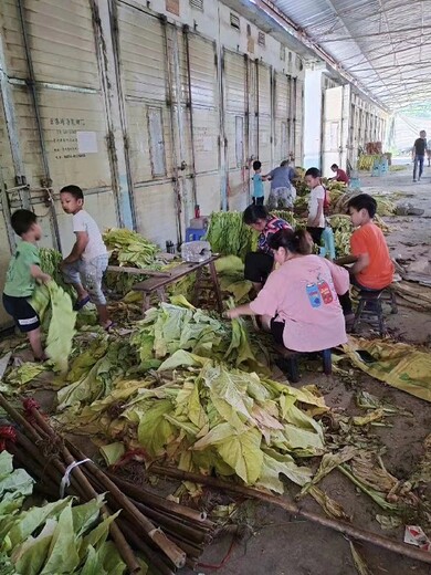 四川巴中工业燃料烟叶烘干机不黑锅底