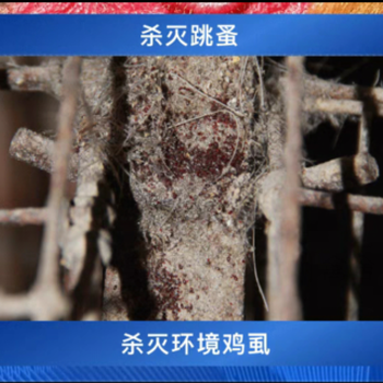 鴿虱子怎么治療方法雞身上密密麻麻的小蟲