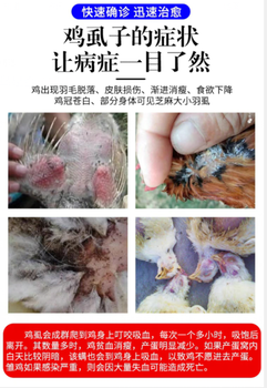 鴿虱子怎么治療方法雞身上密密麻麻的小蟲