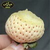 天使八號草莓苗,臺州草莓苗穴盤苗多少錢