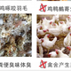 蛋雞有虱子拌料用什么藥好圖