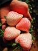 天使八號草莓苗,鄂州草莓種苗供應商