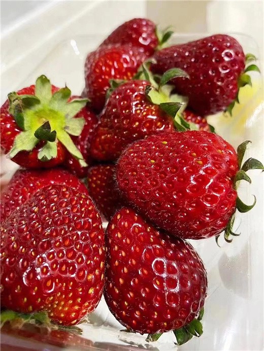 九龍坡草莓種苗供應商,甜查理草莓苗