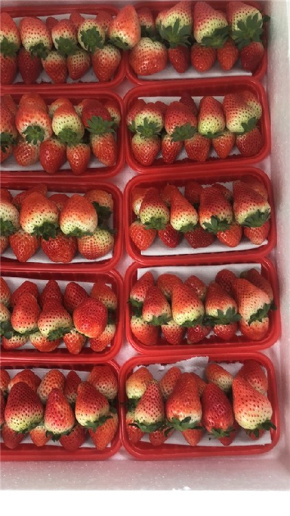 恩施草莓苗穴盤苗供應商,紅顏草莓苗