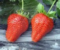 妙香七草莓苗,贛州草莓苗穴盤苗多少錢