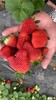 天使八號草莓苗,湖州草莓種苗供應商