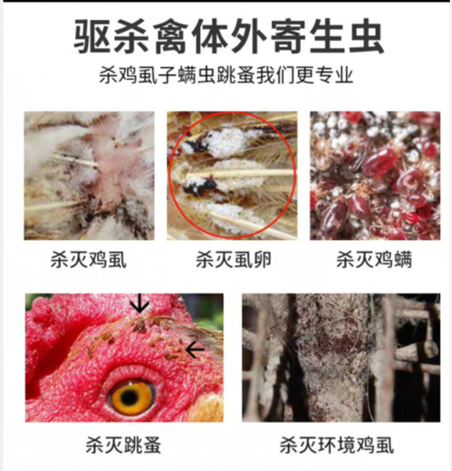 鸡虱子怎么去除快方法视频如何杀灭鸡的体外寄生虫