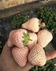 白雪公主草莓苗,新余草莓種苗供應商