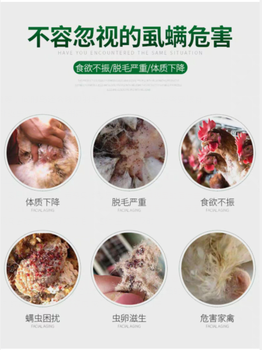 鴿虱子怎么治療方法雞身上密密麻麻的小蟲