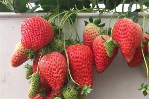 阜陽草莓苗穴盤苗價格,寧玉草莓苗